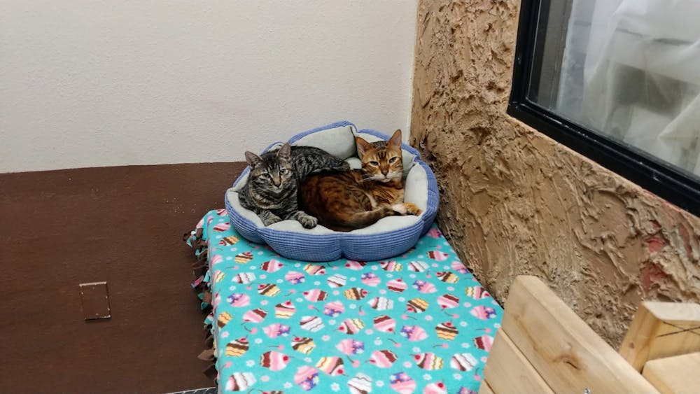 Meet Valentina and Leo at The Cat Cafe