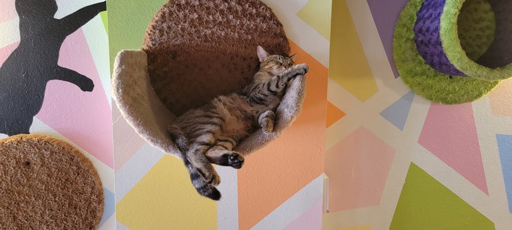 Meet Abbey at The Cat Cafe