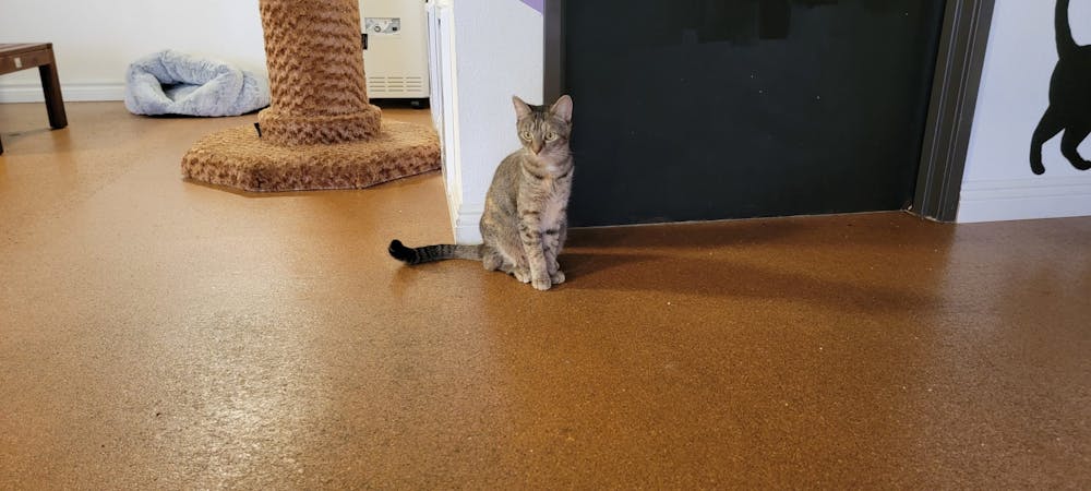 Meet Adella at The Cat Cafe