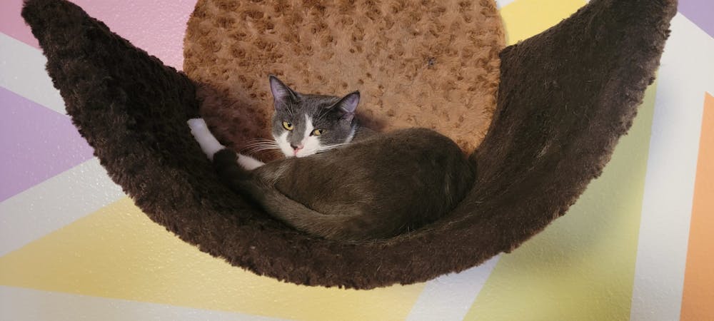 Meet Sissy Missy at The Cat Cafe