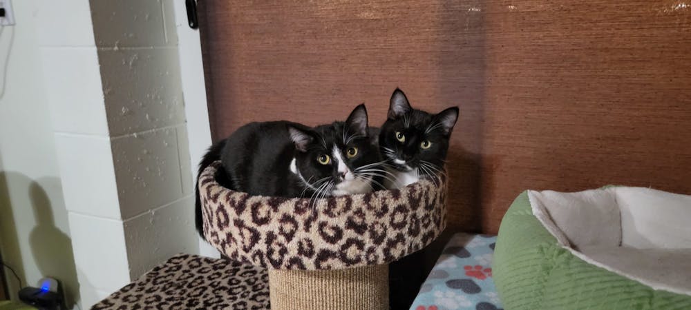 Meet Coco Loco and Groucho Marx at The Cat Cafe