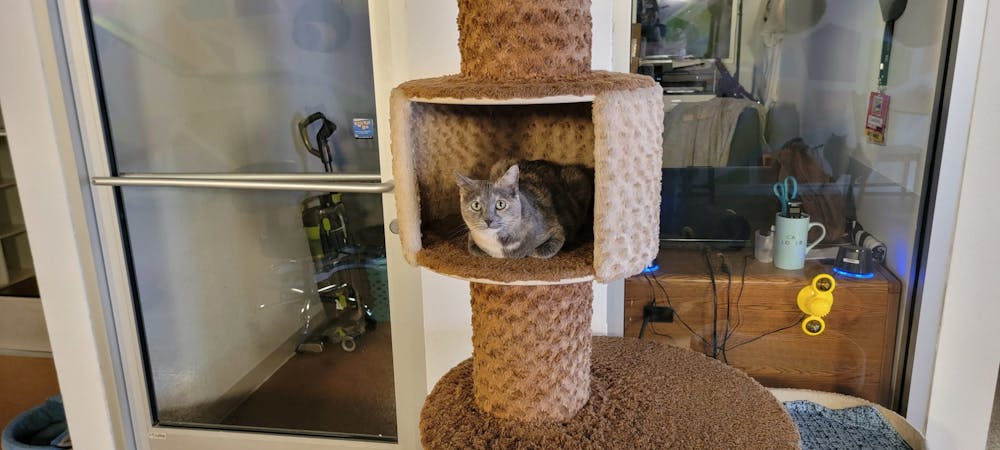 Meet Lilith at The Cat Cafe