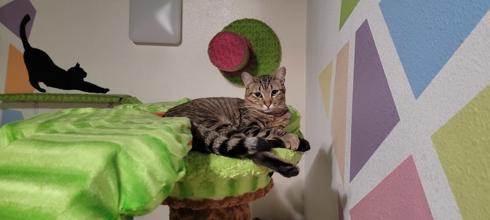 Meet Lauro at The Cat Cafe