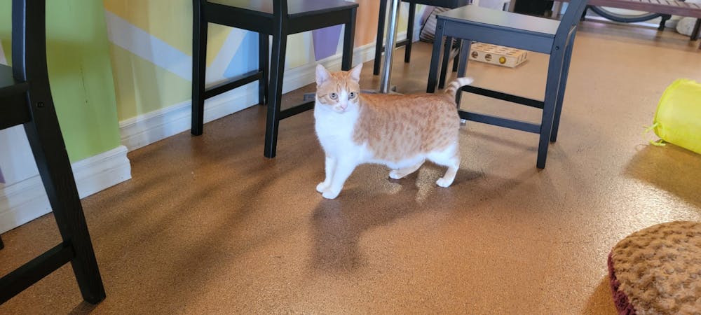 Meet Anton at The Cat Cafe
