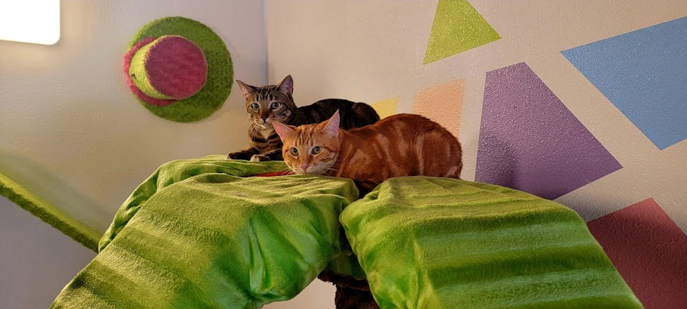 Meet Loki and Lennox at The Cat Cafe