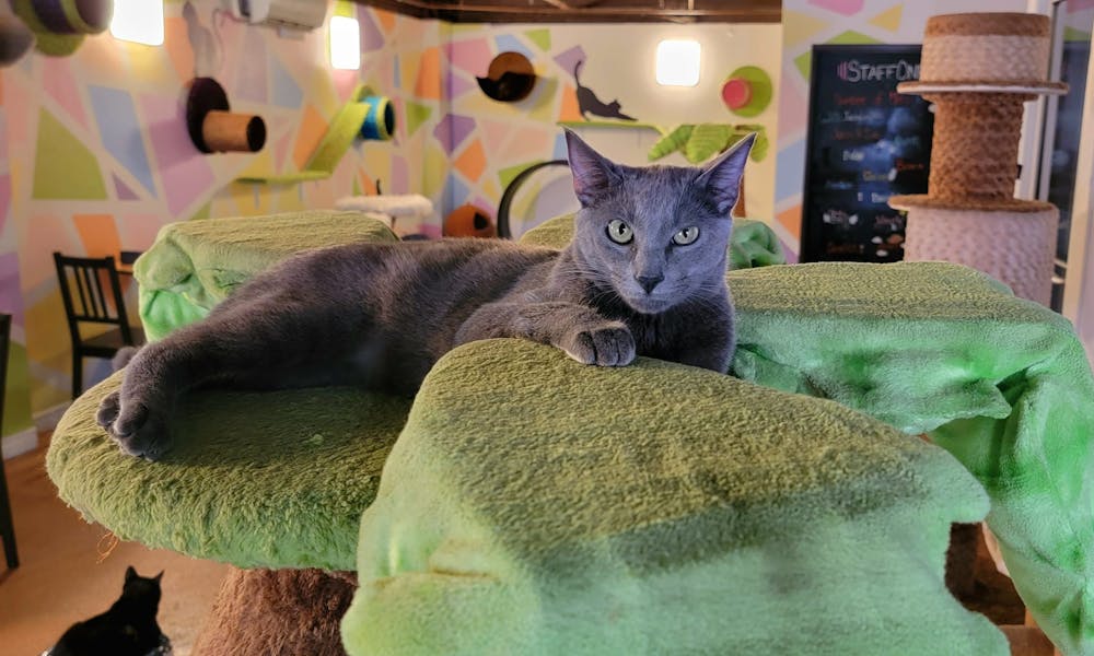 a cat lying on a green blanket