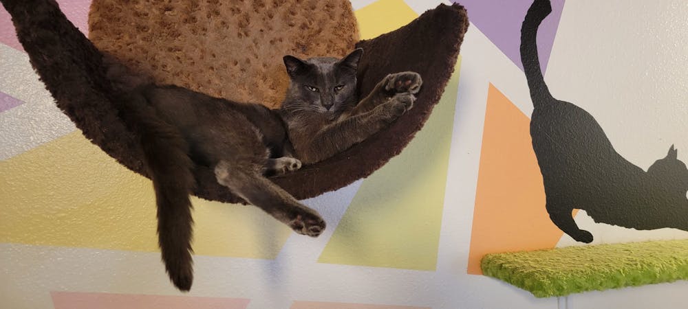 meet Bee Gee at The Cat Cafe