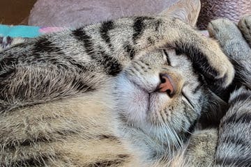 a close up of a sleeping cat