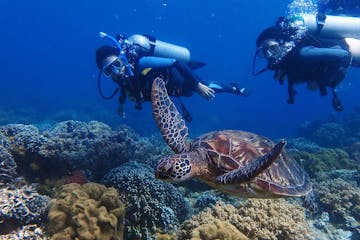 2 divers and a turtle