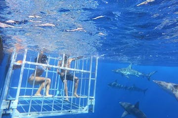 cage diving