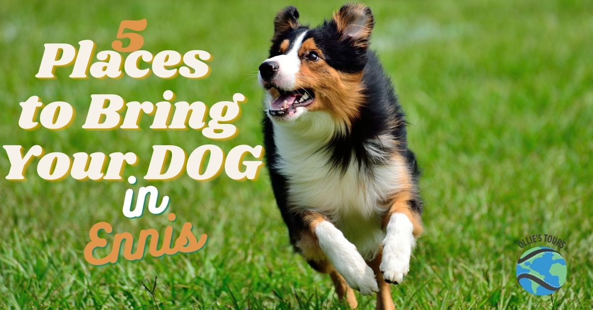 Where To Walk Your Dog in Ennis Ireland Bring The Dog To Ennis