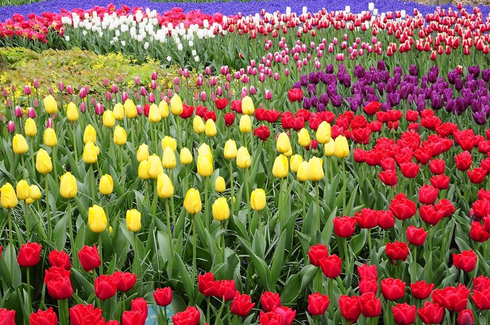 Keukenhof - the most beautiful flower garden in the world!