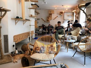a group of people sitting at a table in a cute coffee place Amsterdam surrounded by cats