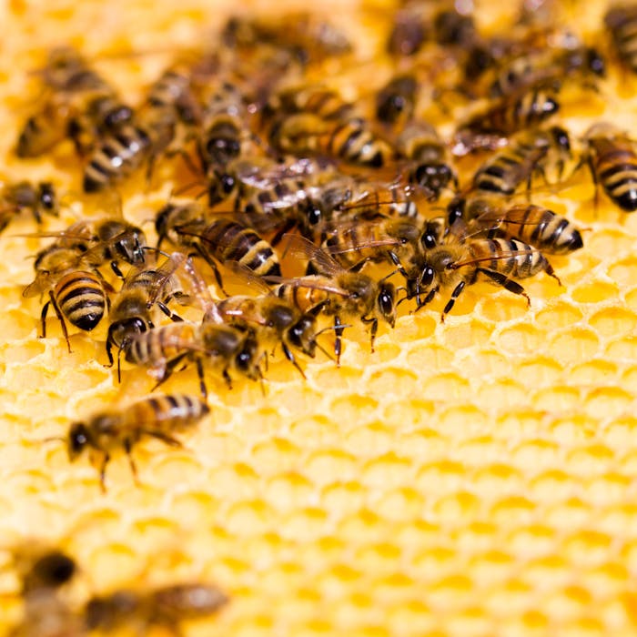 Best Beekeeping Tours in Portugal | Portugal Farm Experiences