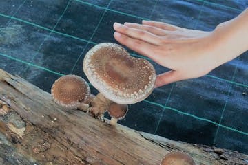 Shiitake - Quinta dos Cogumelos