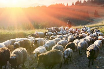Follow the Shepherd tour