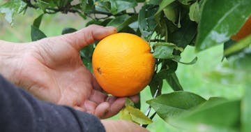 orange farm tour in Aveiro