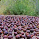 Organic figs farm tour