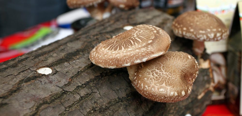 mushroom tour