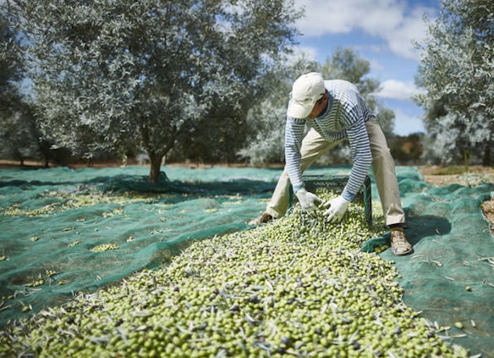 algarve olive oil tour