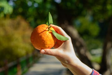 orange picking tour, algarve