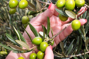Olive Oil Pick & Taste
