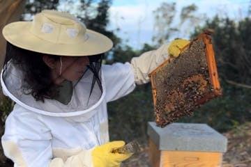 Azores Beekeeping Experience