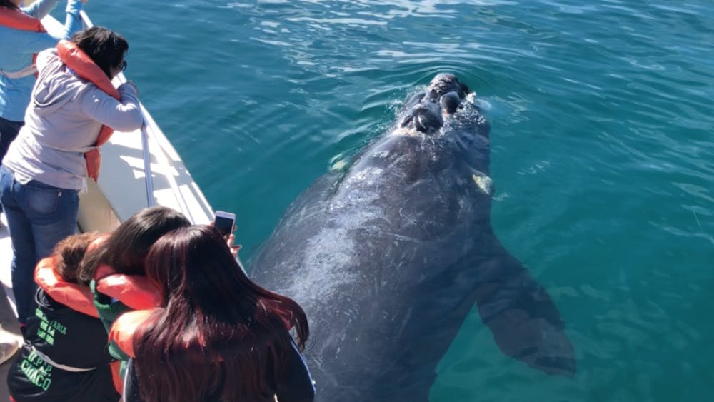 whale watching in Puerto Madryn