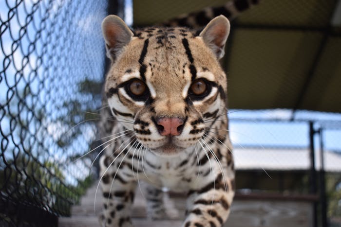 ocelot eyes