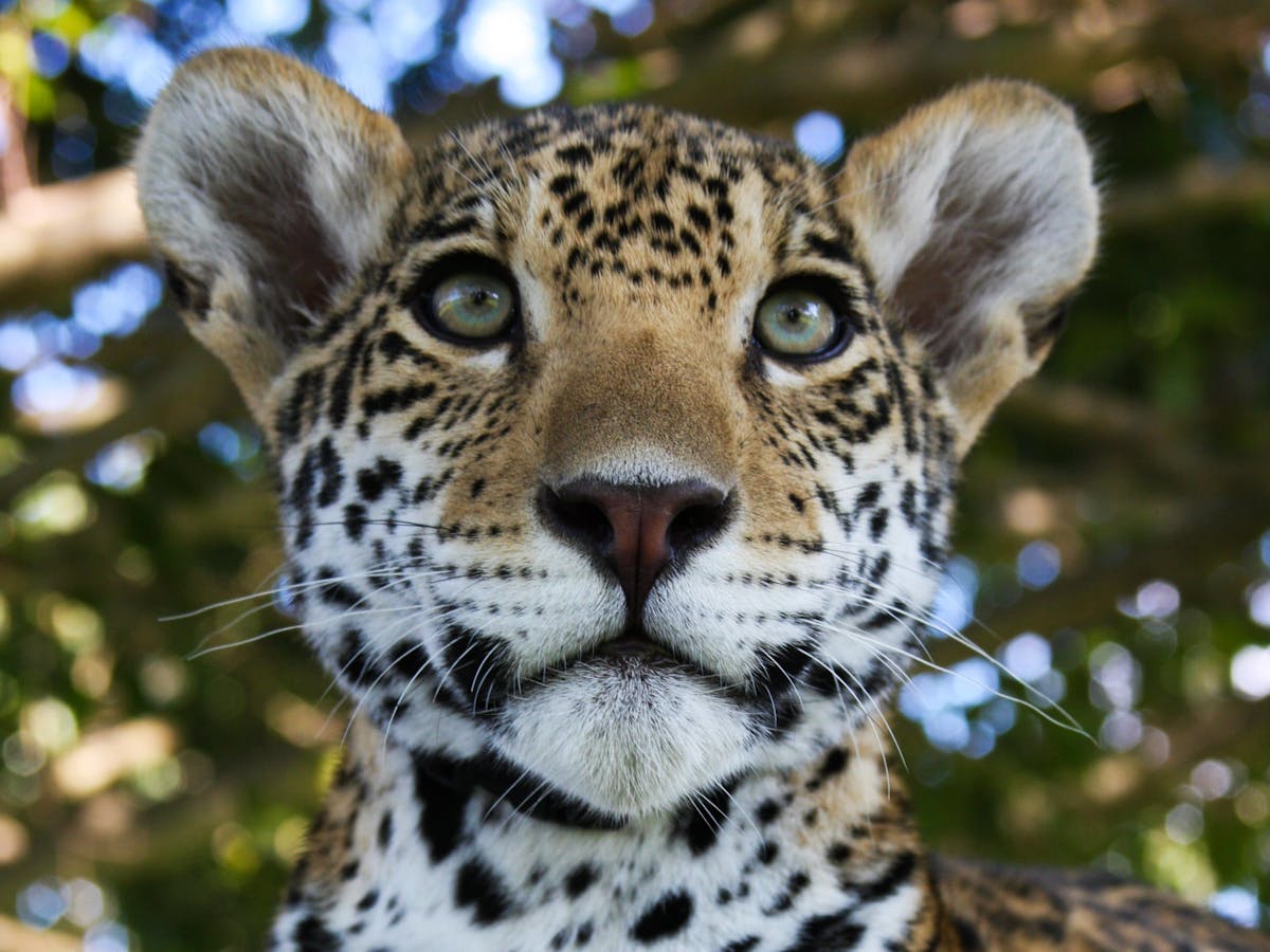 Jaguars | Panther Ridge Conservation Center