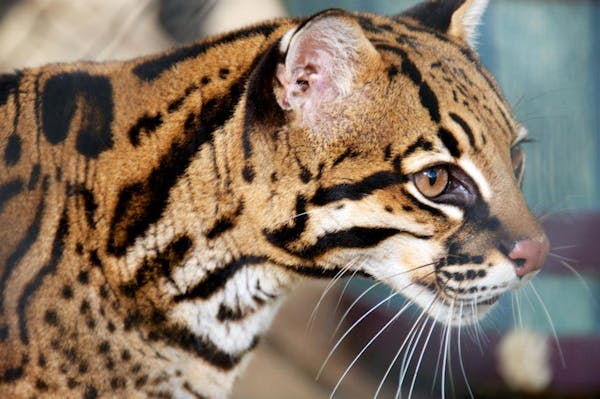 are ocelots fast