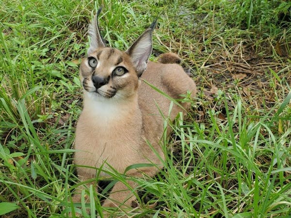 a cat lying on top of a grass covered field