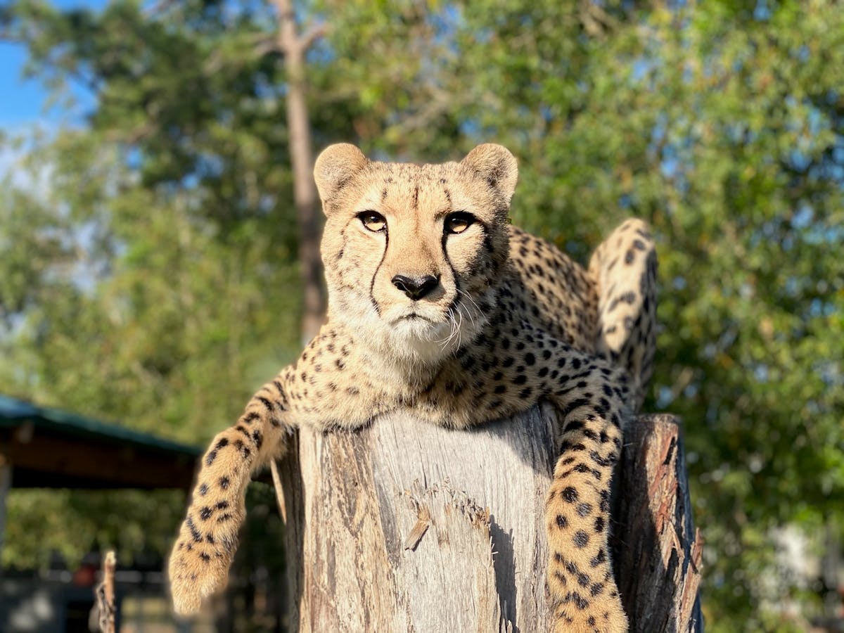 a cat that is standing in front of a leopard