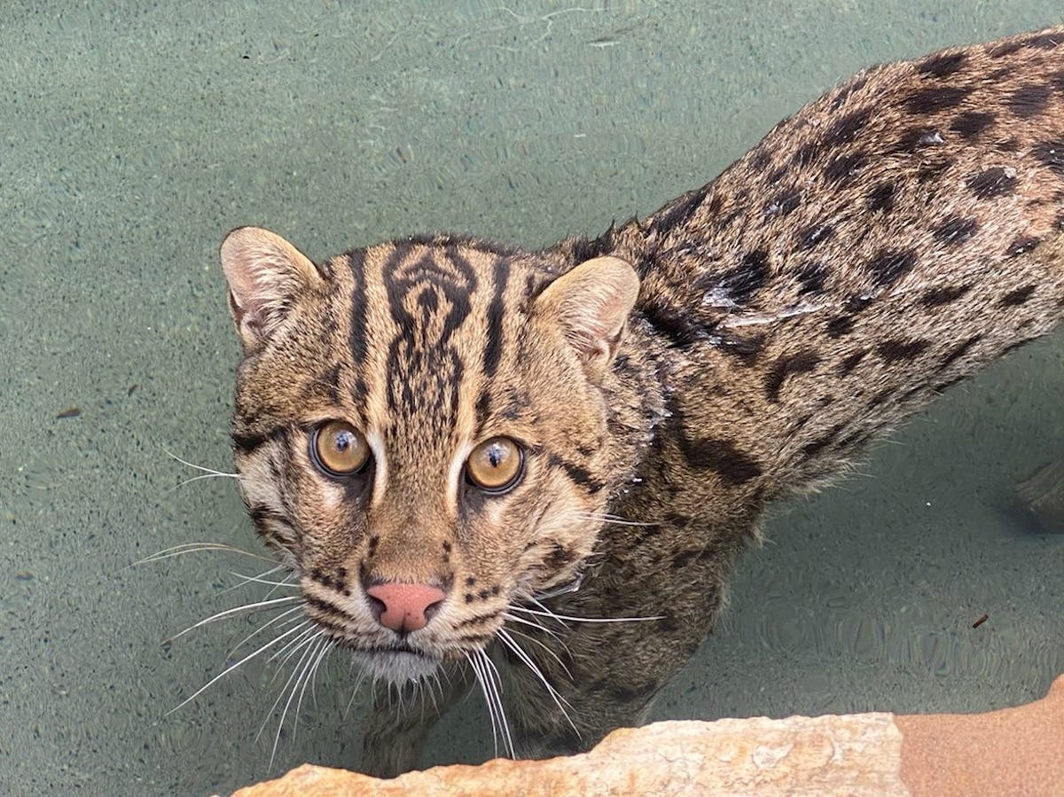 Fishing Cats  Panther Ridge Conservation Center