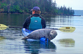 Sea Kayaking In Homer, Alaska | Inlet Charters Across Alaska Adventures