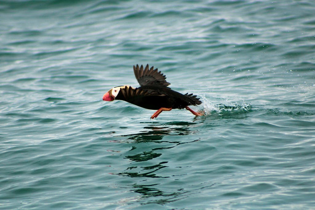 a bird swimming in water next to the ocean