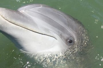 close up shot of dolphin poking its head out of the water