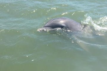 dolphin popping its head out from the water