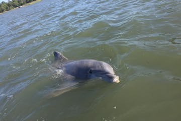 dolphin swimming towards the camera with disappearing island in the background