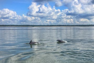 dolphins jumping in the south carolina water