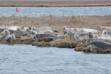 seals on the shore
