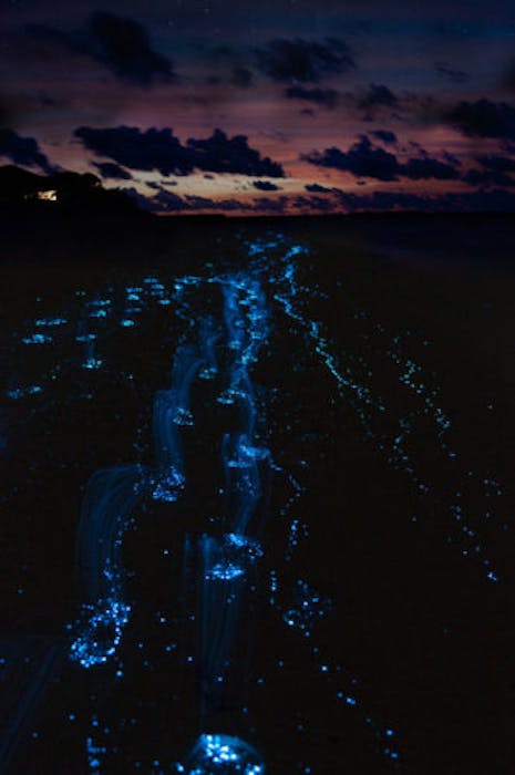 6 Places in the World to Witness Bioluminescence - Pacsafe