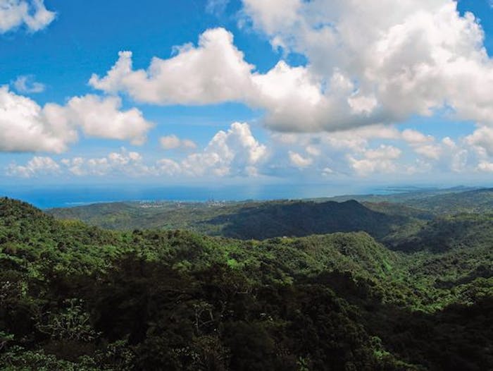 American Rain Forest | Puerto Rico Tour Desk