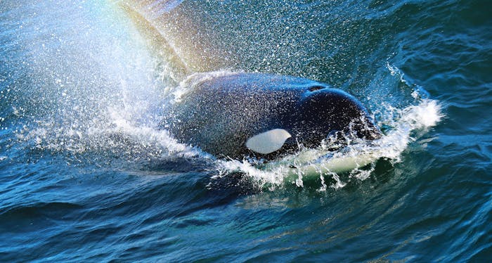 (c) Montereywhalewatching.com