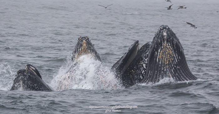 Sunday October 4, 2020 | Princess Monterey Whale Watching