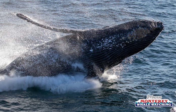 Sunday 12/20/2020 | Princess Monterey Whale Watching