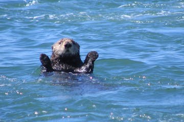 a brown bear swimming in the ocean