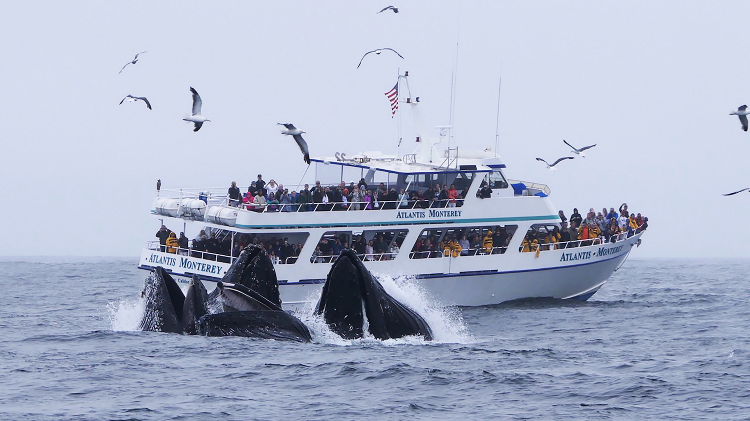 Update more than 73 monterey whale watching tours latest - in.iedunet