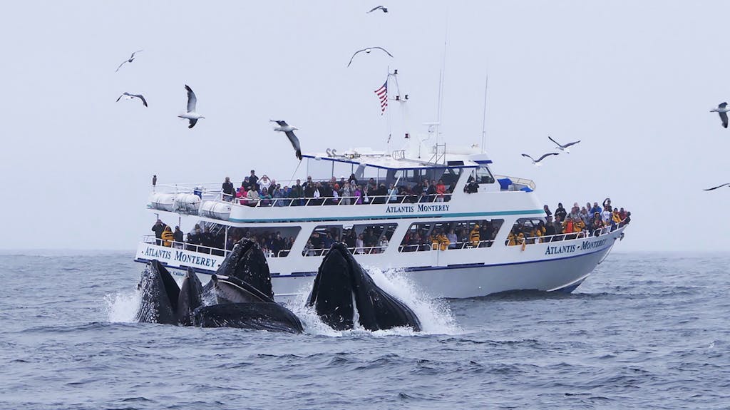 marina whale tour