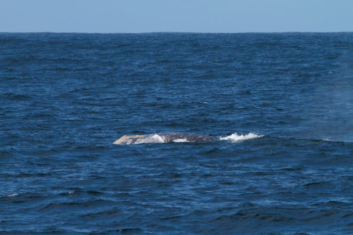 Sunday December 31, 2023 | Princess Monterey Whale Watching